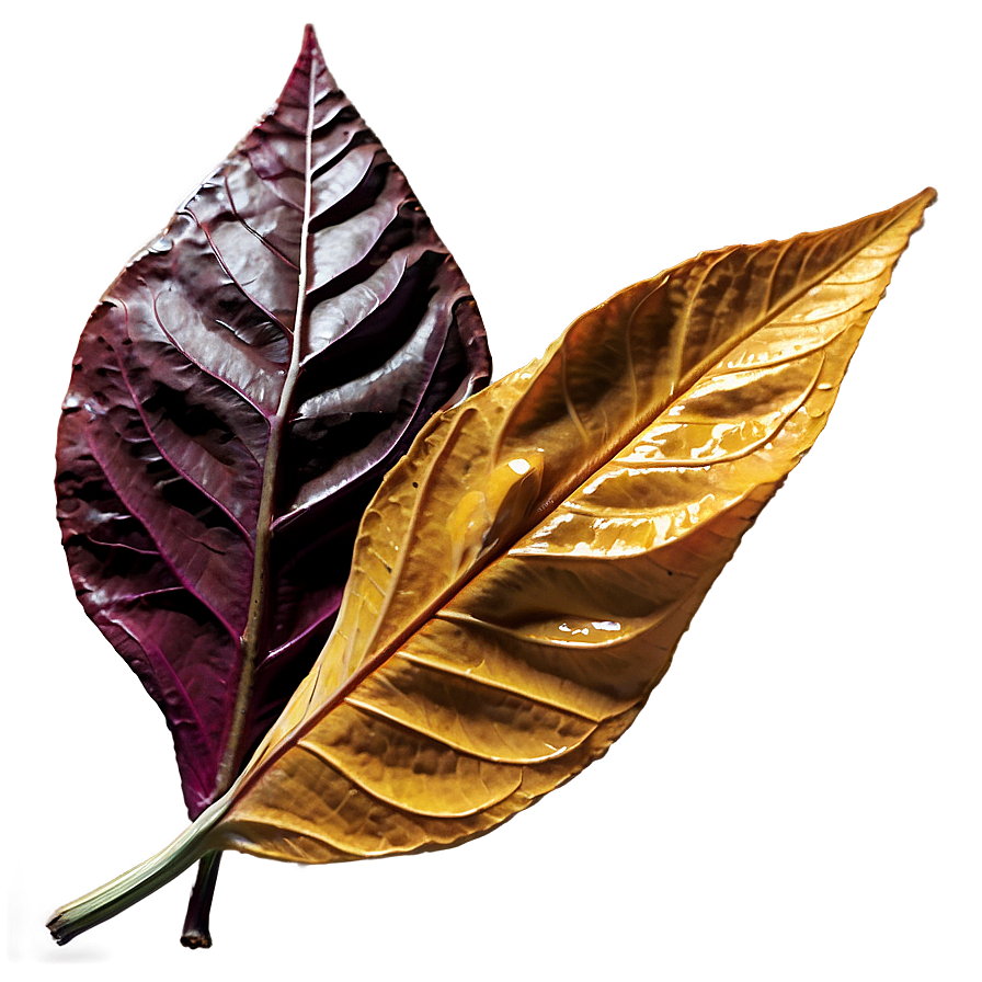 Withered Fall Leaf Png Nim77