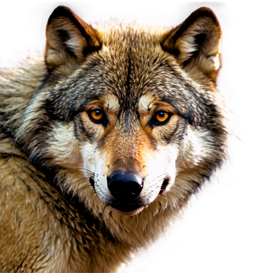 Wolf Eyes Profile Png Gjd