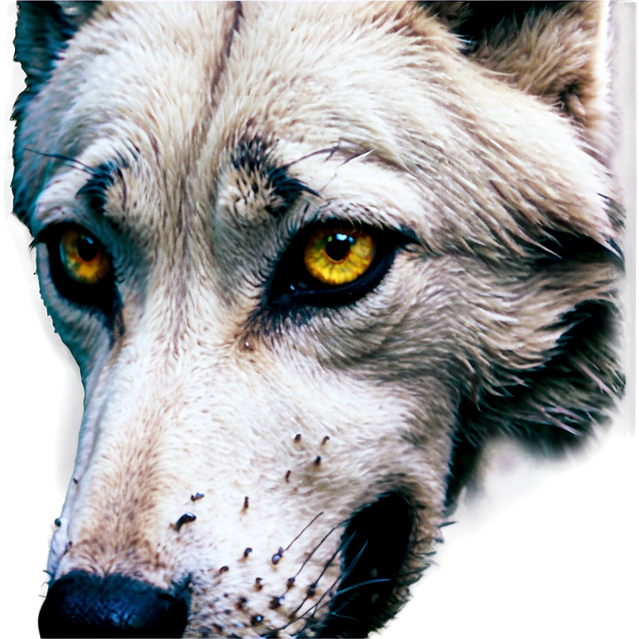 Wolf Eyes With Tears Png 06292024