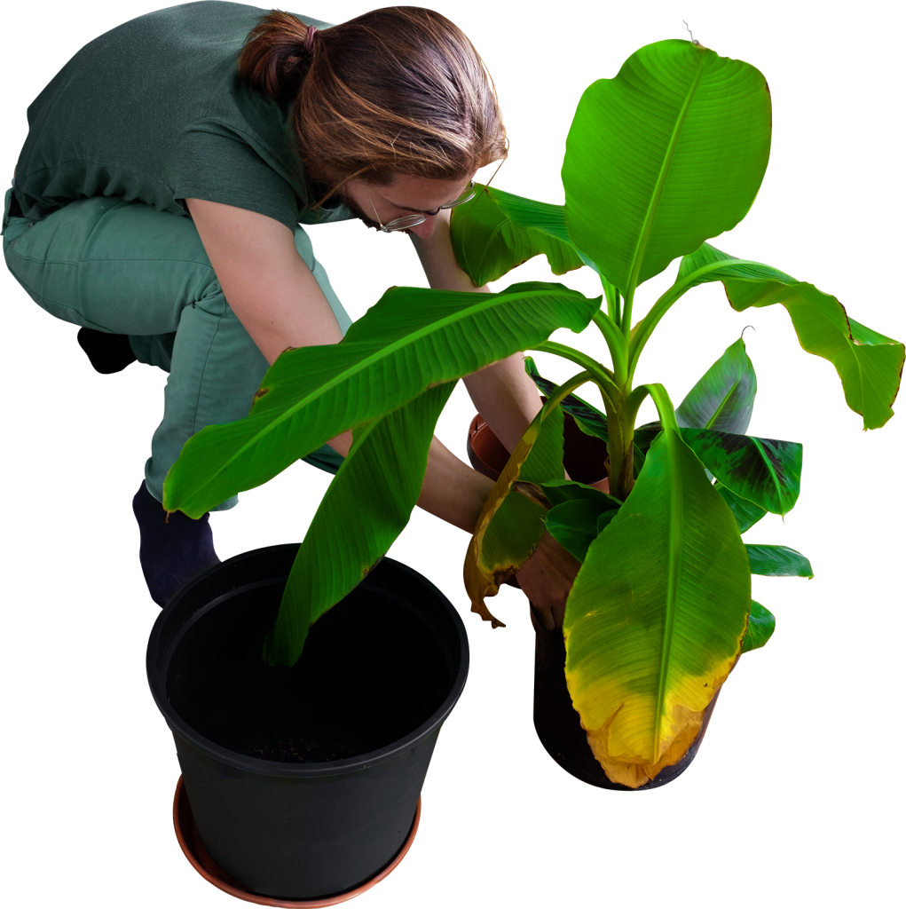 Woman Repotting Banana Plant