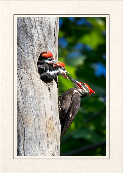 Woodpecker Feeding Chicksin Tree