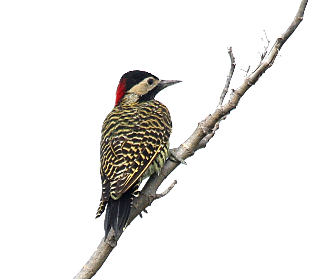 Woodpecker_ Perched_on_ Branch.png