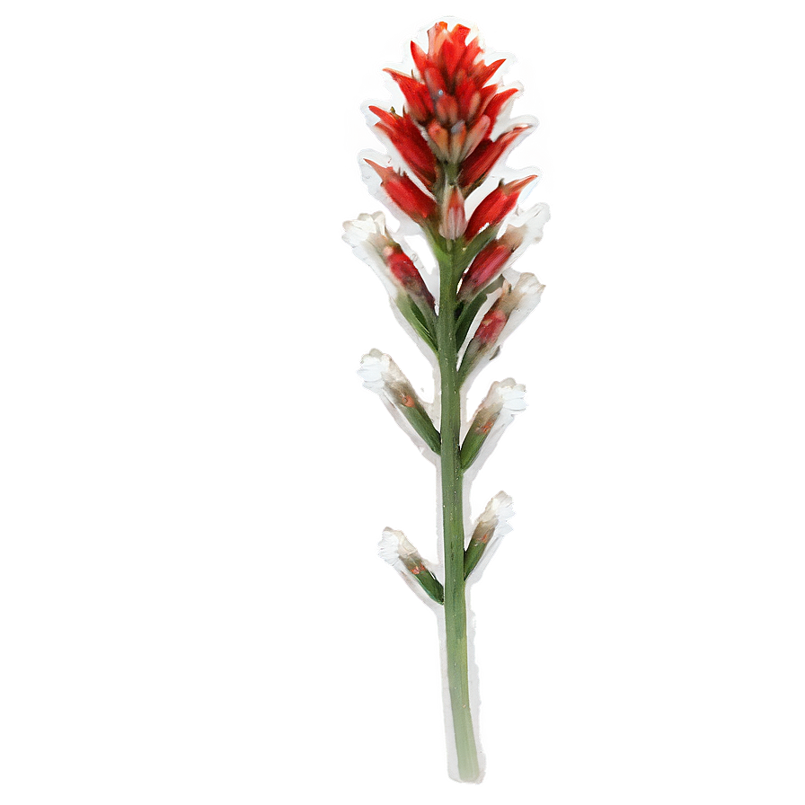 Wyoming State Flower Indian Paintbrush Png 80