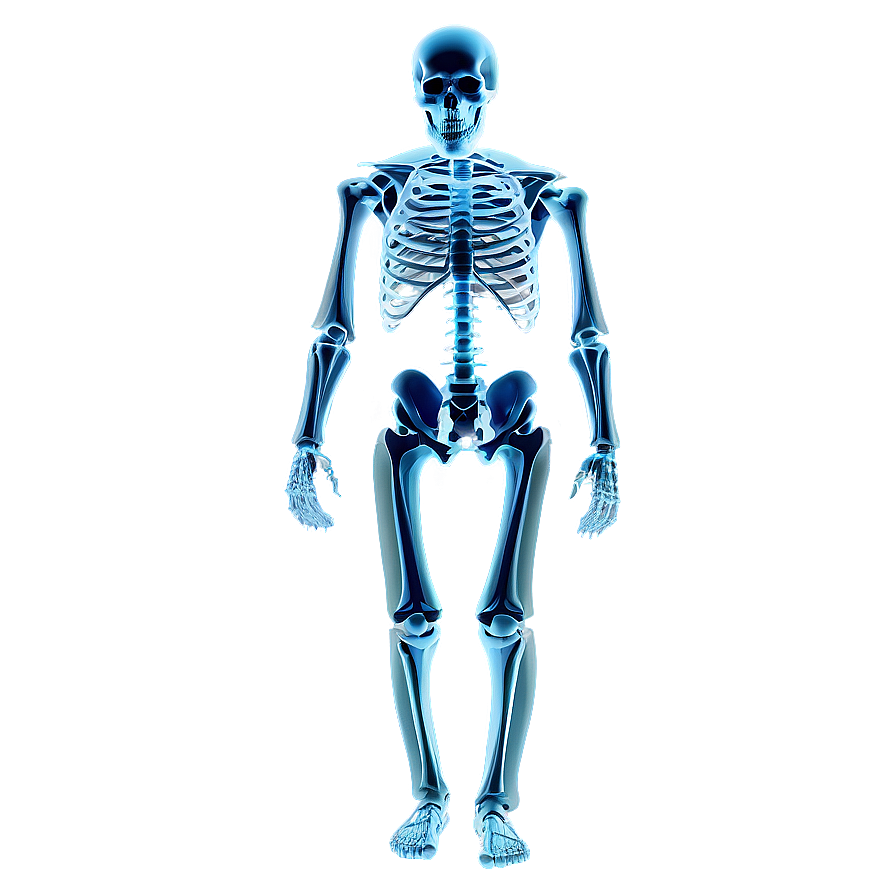 X Ray Skeleton Png Onk17