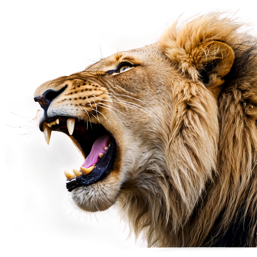 Yelling Lion Roar Png 06282024