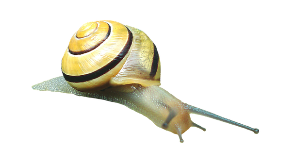 Yellow Banded Snail Black Background