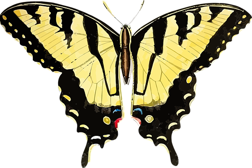 Yellow Black Swallowtail Butterfly