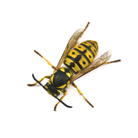 Yellow Black Wasp Isolated