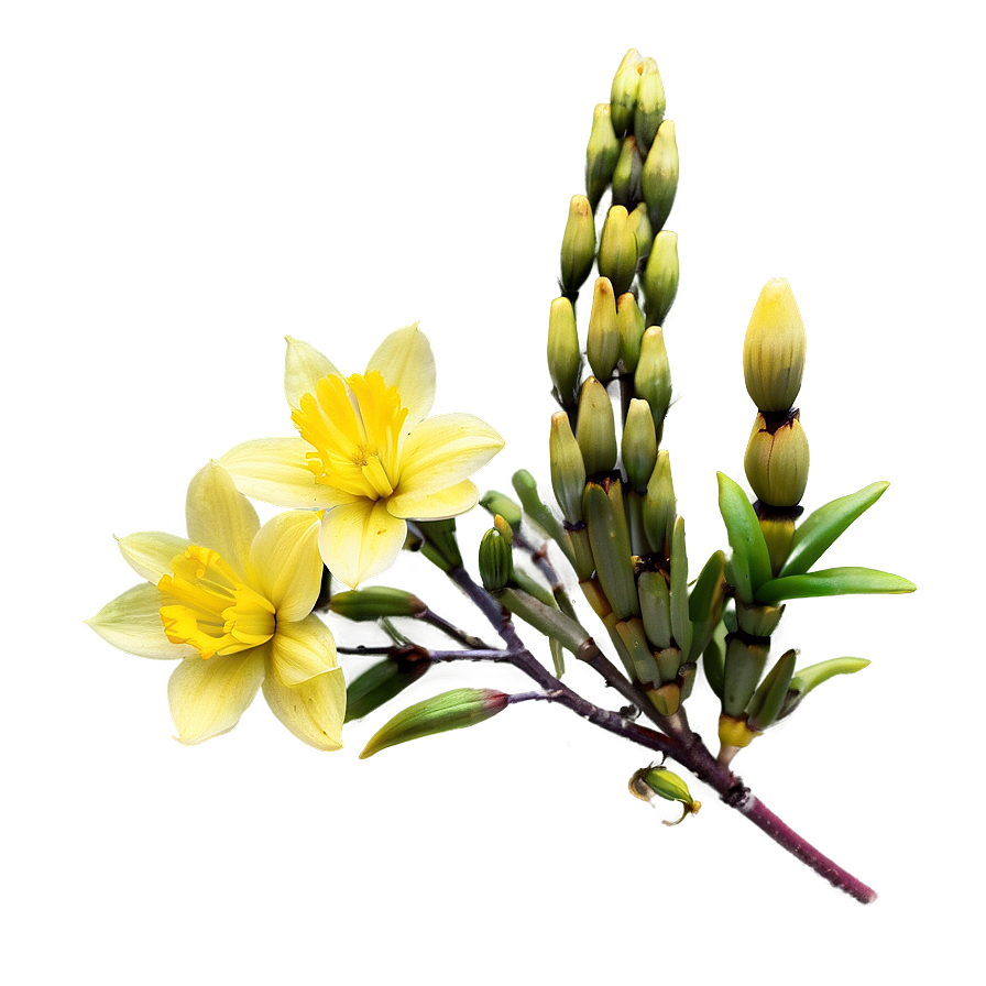 Yellow Blooms Png Fyq61