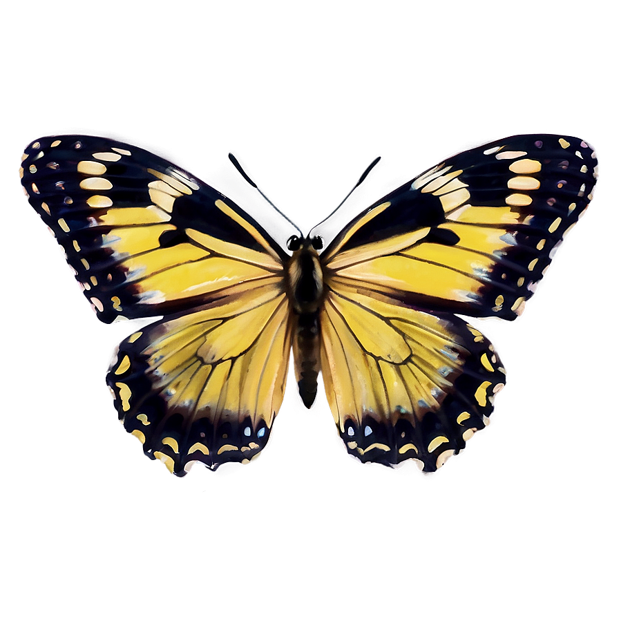 Yellow Butterfly Close-up Png 06292024