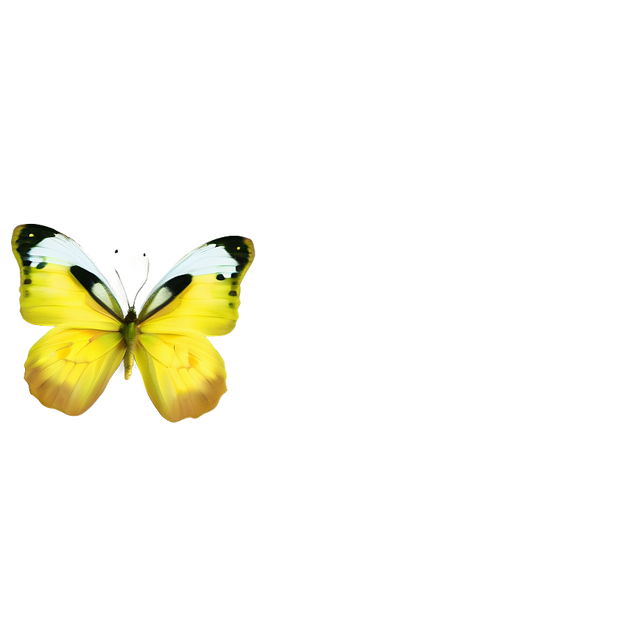 Yellow Butterfly Vector Png Ntk84