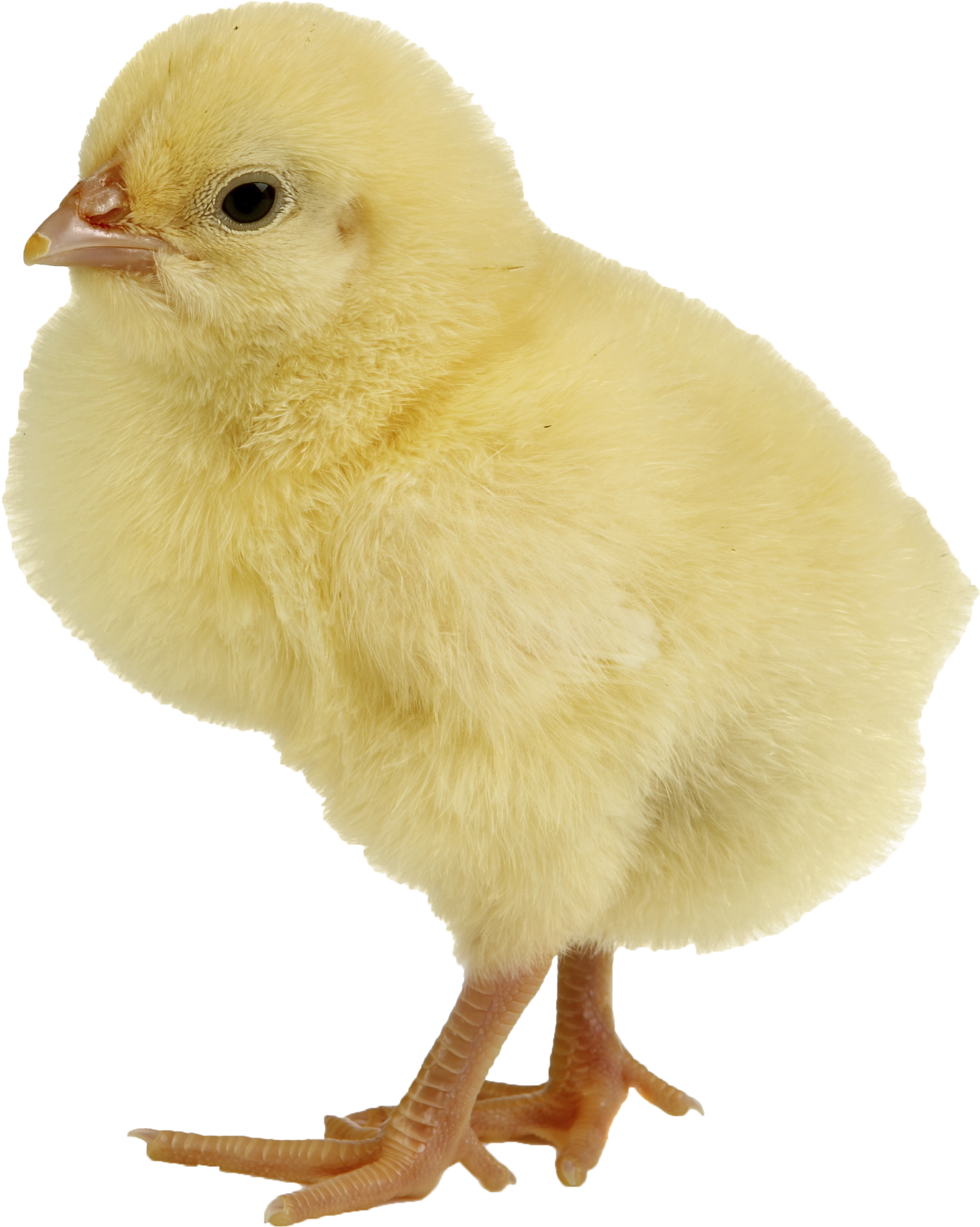 Yellow Chick Standing Isolated