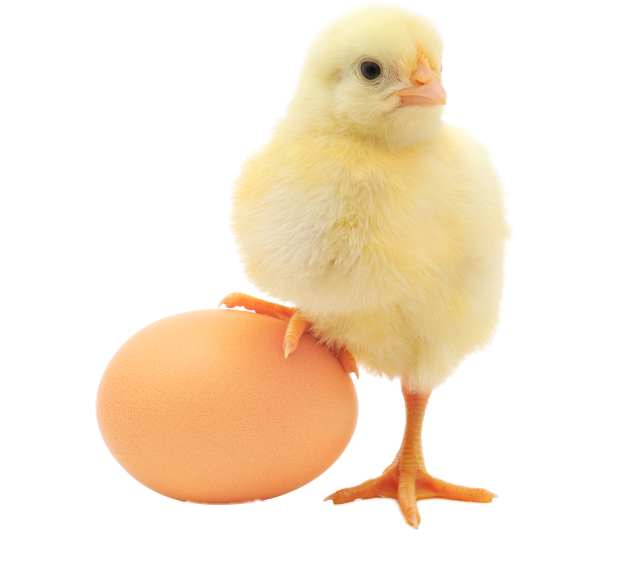 Yellow Chick Standingon Egg