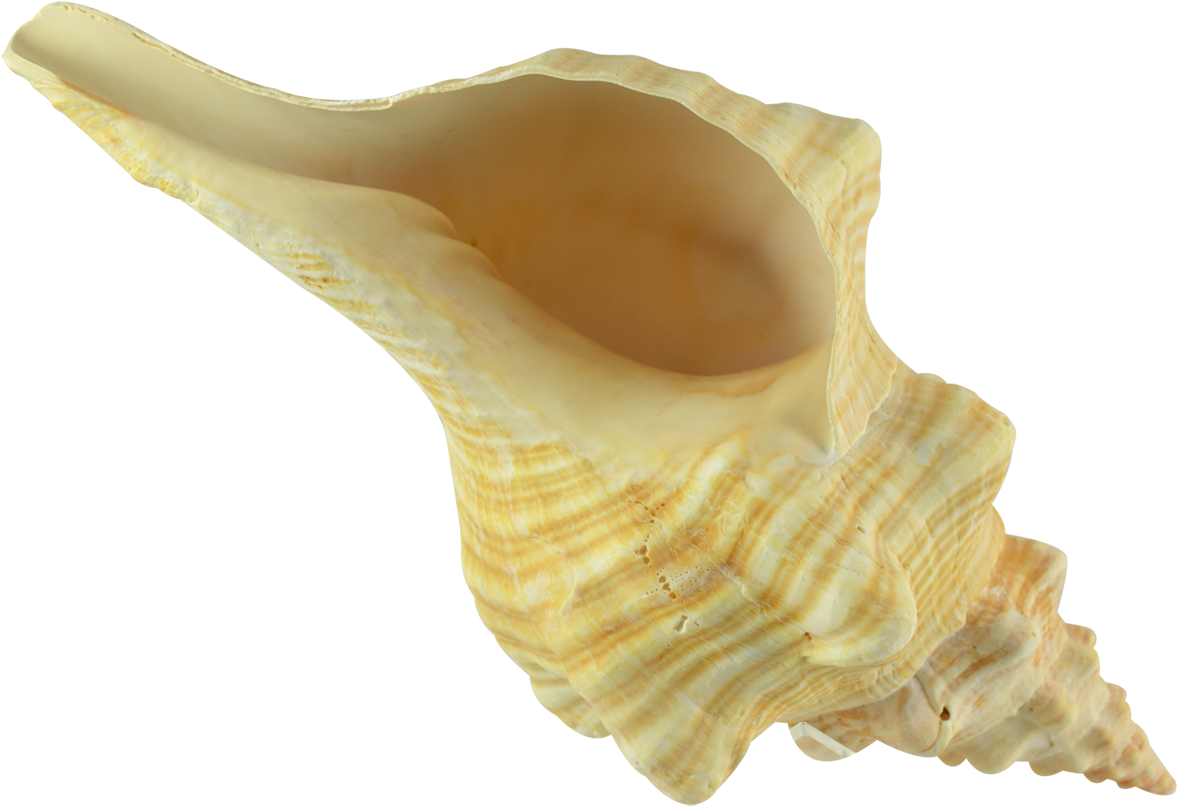 Yellow Conch Shell Isolated