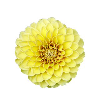 Yellow Dahlia Black Background