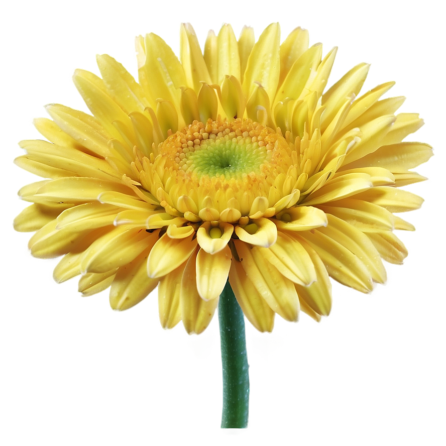 Yellow Daisy And Blue Sky Png 06292024