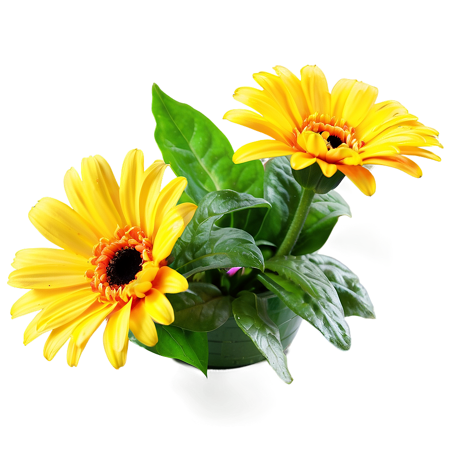 Yellow Daisy Floral Arrangement Png 06292024