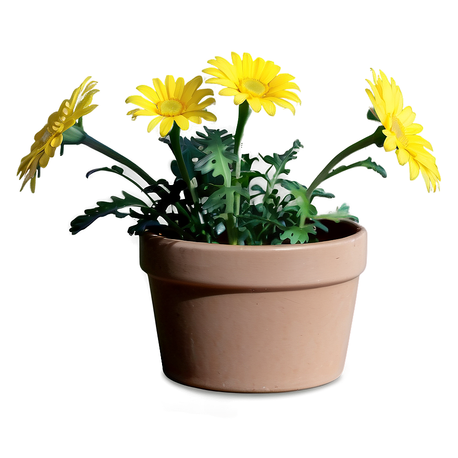 Yellow Daisy In Pot Png Wnn