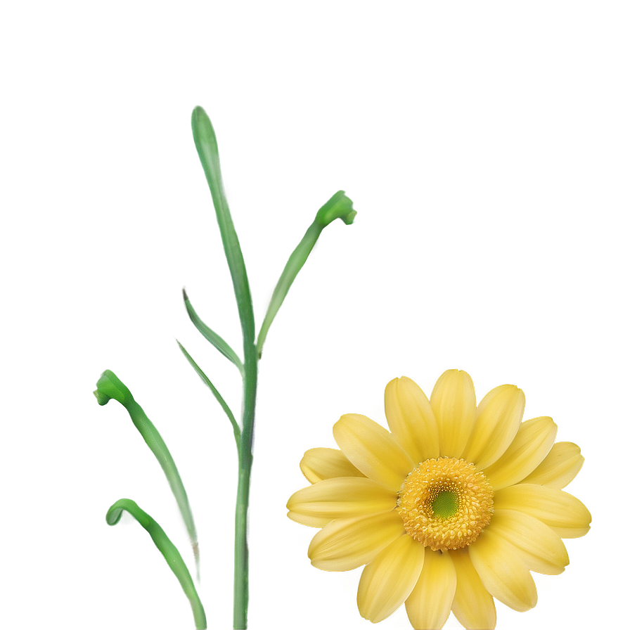 Yellow Daisy Minimalist Design Png 17