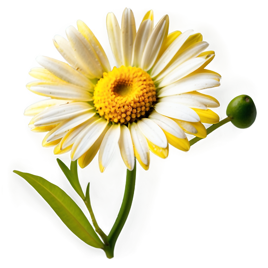 Yellow Daisy Png 06292024