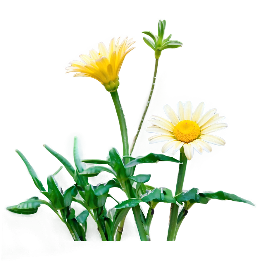 Yellow Daisy Png 15