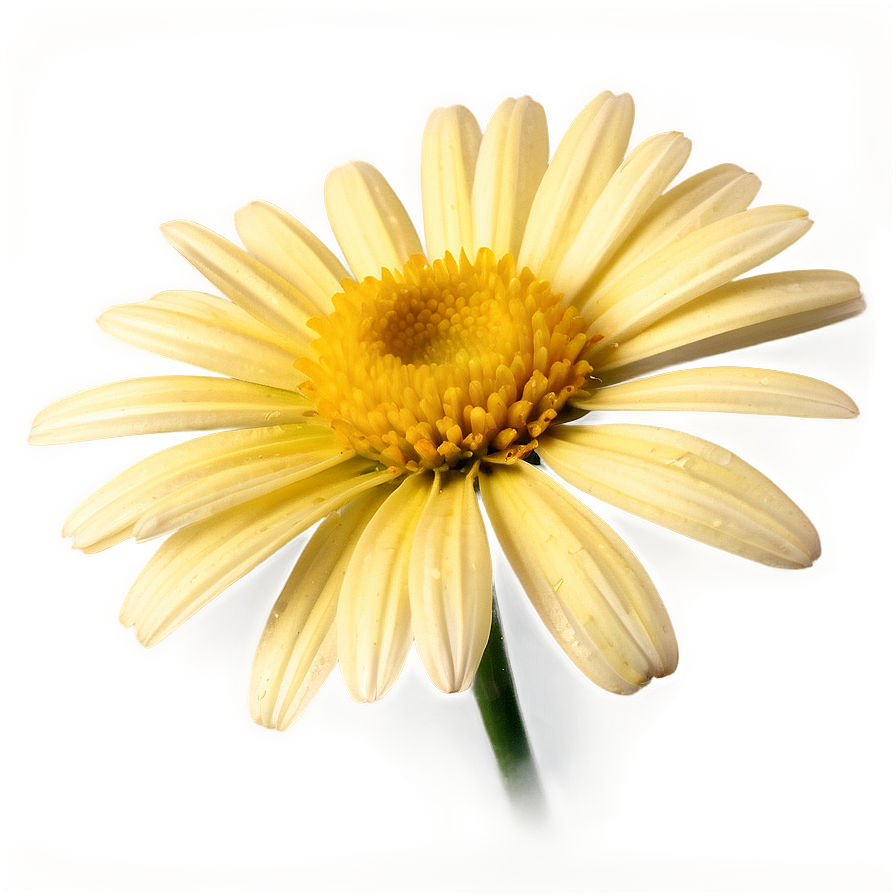 Yellow Daisy Vintage Style Png 06292024