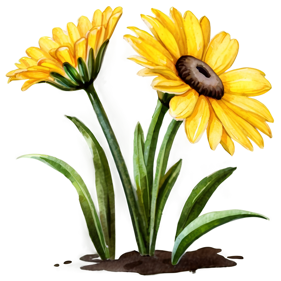 Yellow Daisy Watercolor Png 06292024