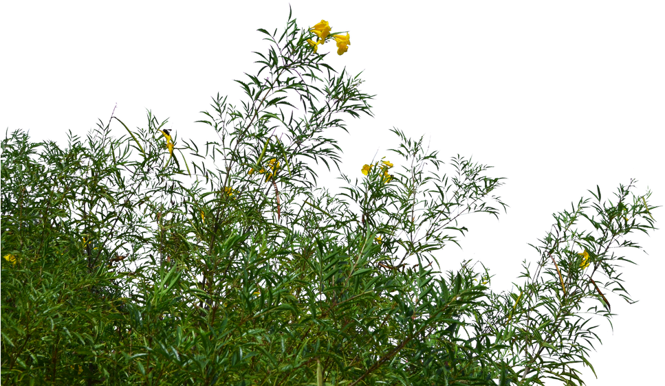 Yellow Flowered Greenery