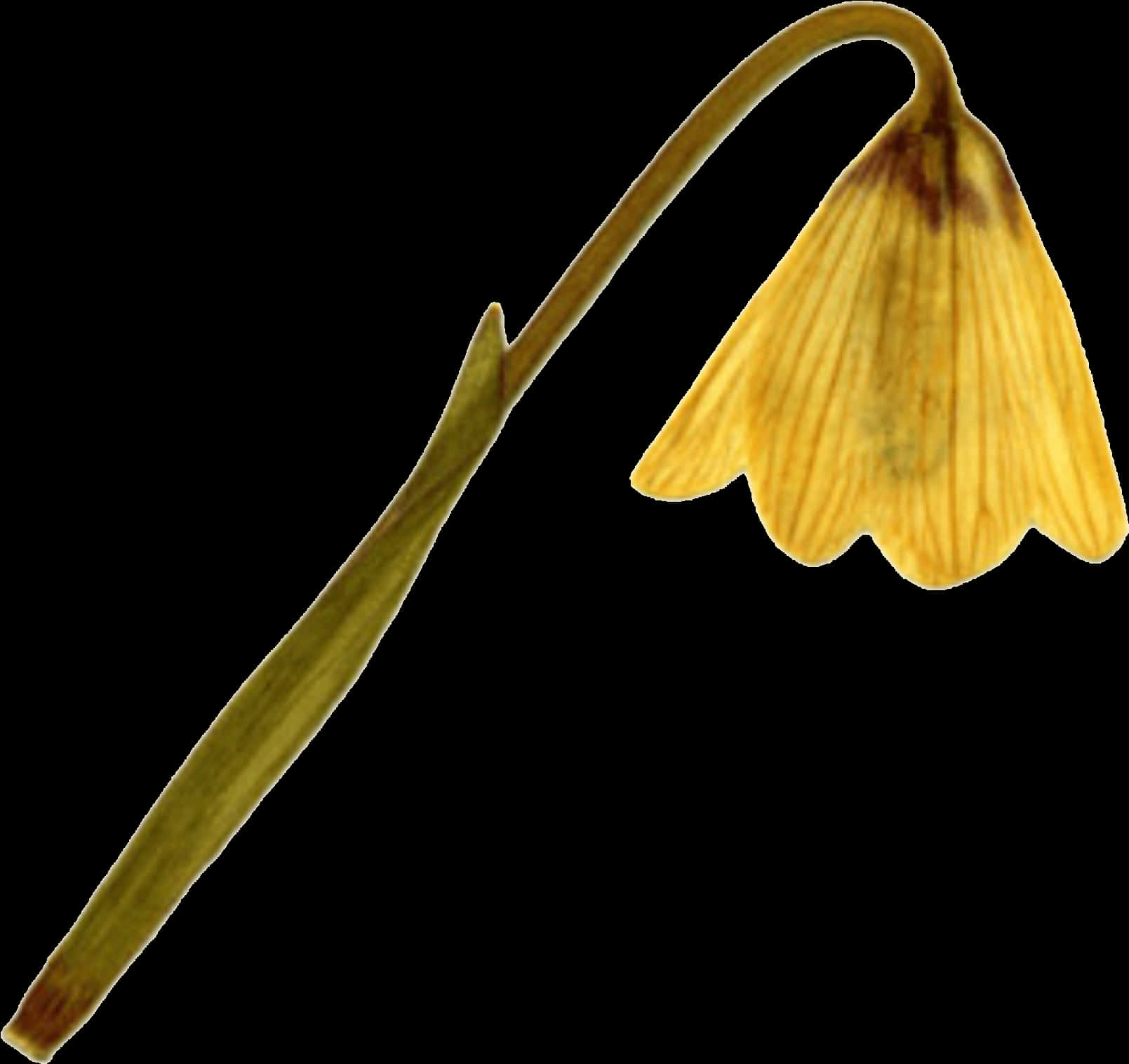 Yellow Ginkgo Leaf Black Background