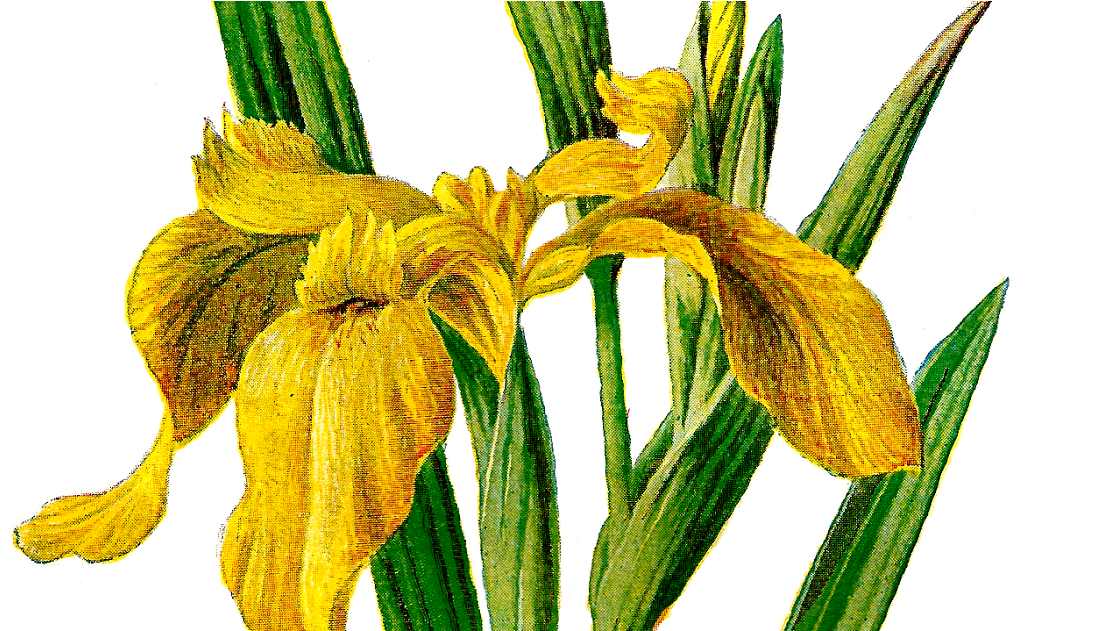 Yellow Iris Illustration