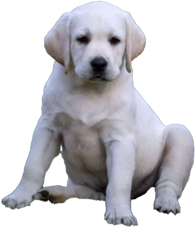 Yellow Labrador Puppy Sitting
