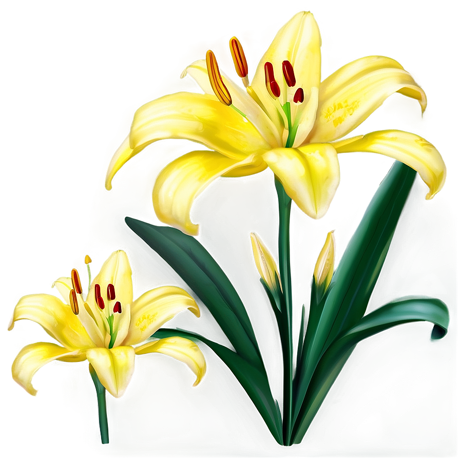 Yellow Lilies Png 26