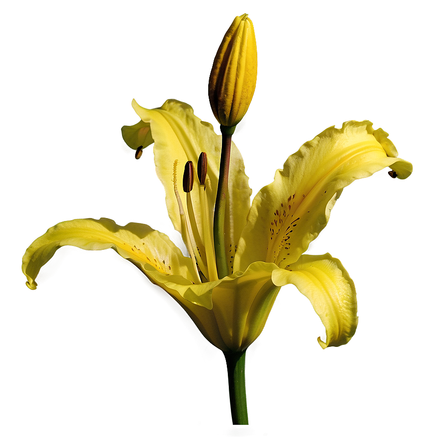 Yellow Lily Flower Png 14