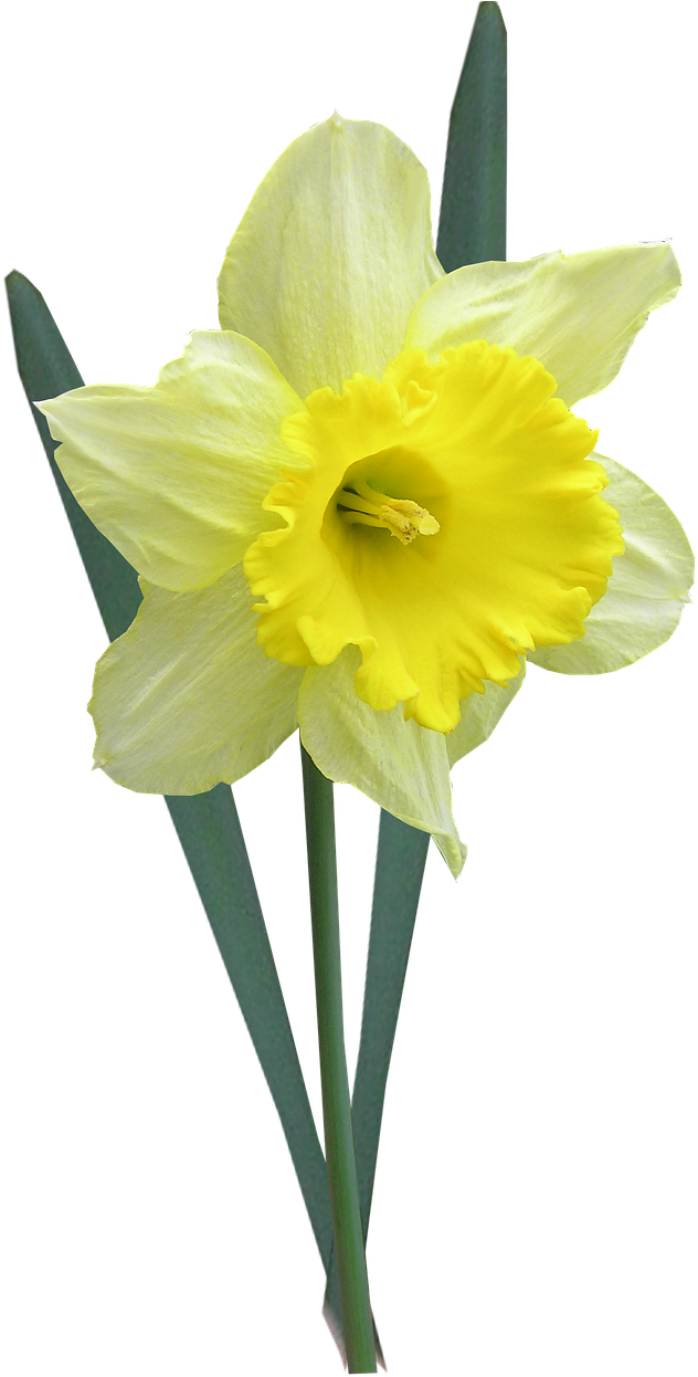 Yellow Narcissus Flower Isolated