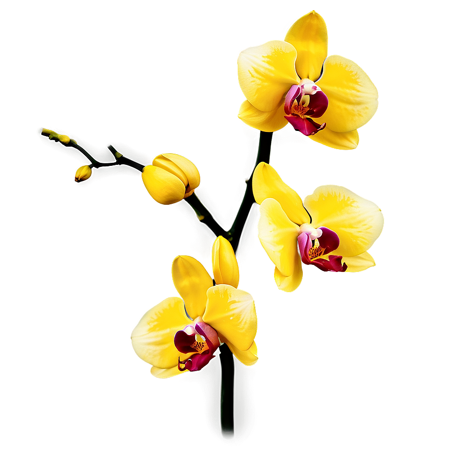 Yellow Orchid Png 05242024