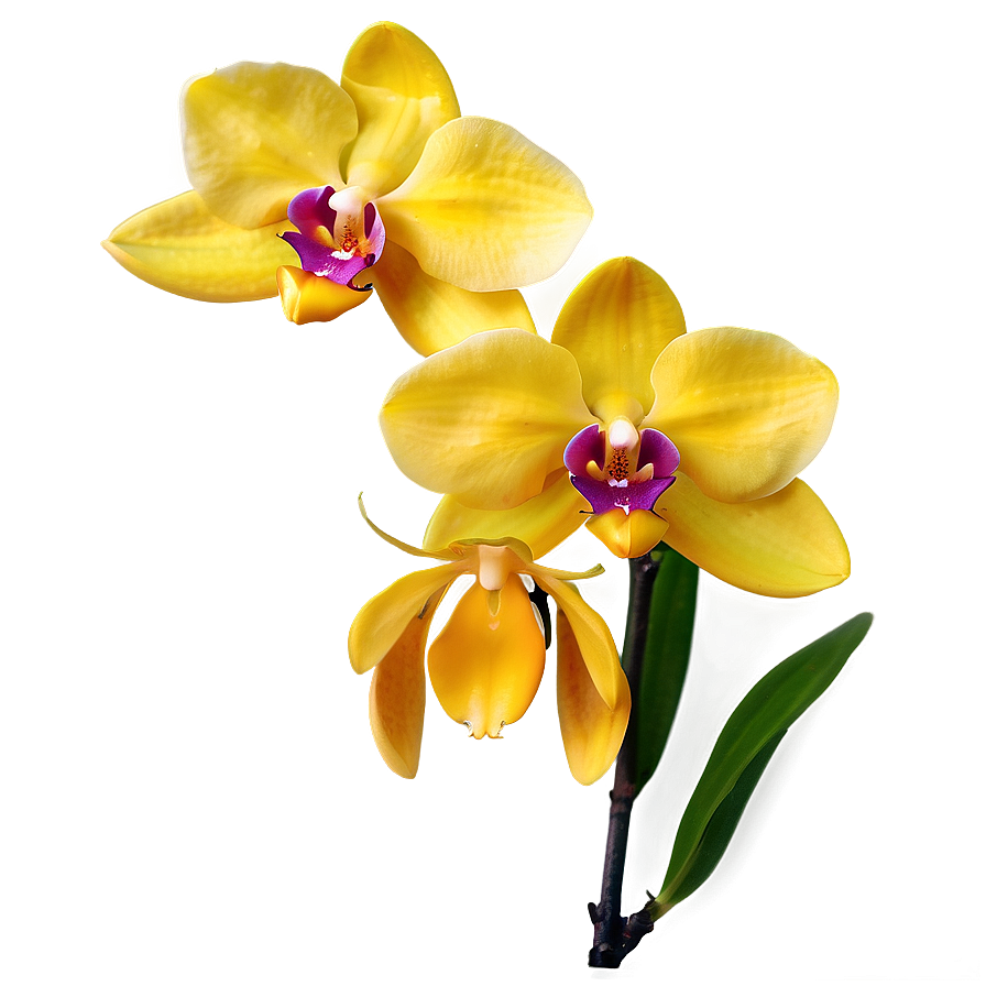 Yellow Orchids Png Dip