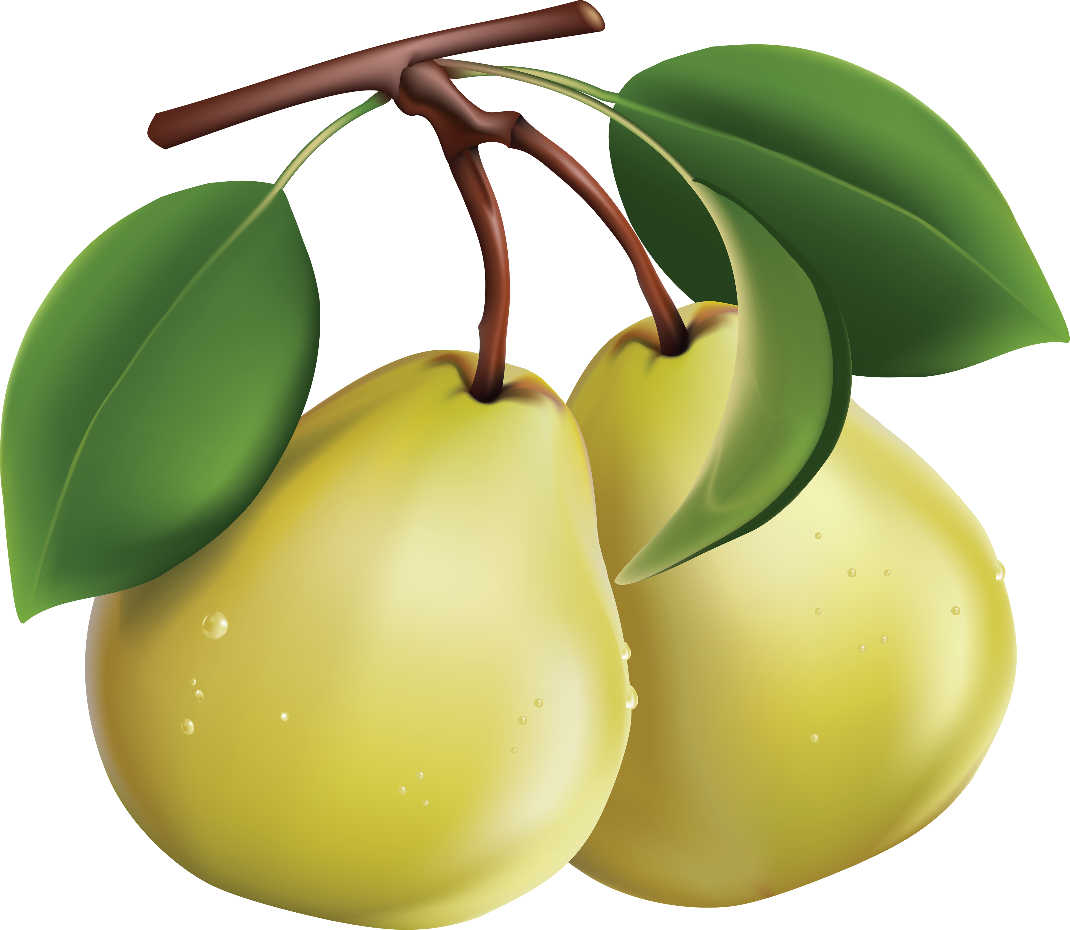 Yellow Pears With Leaves Vector
