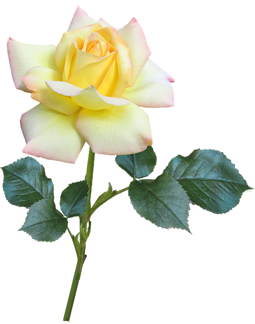 Yellow Pink Rose Black Background