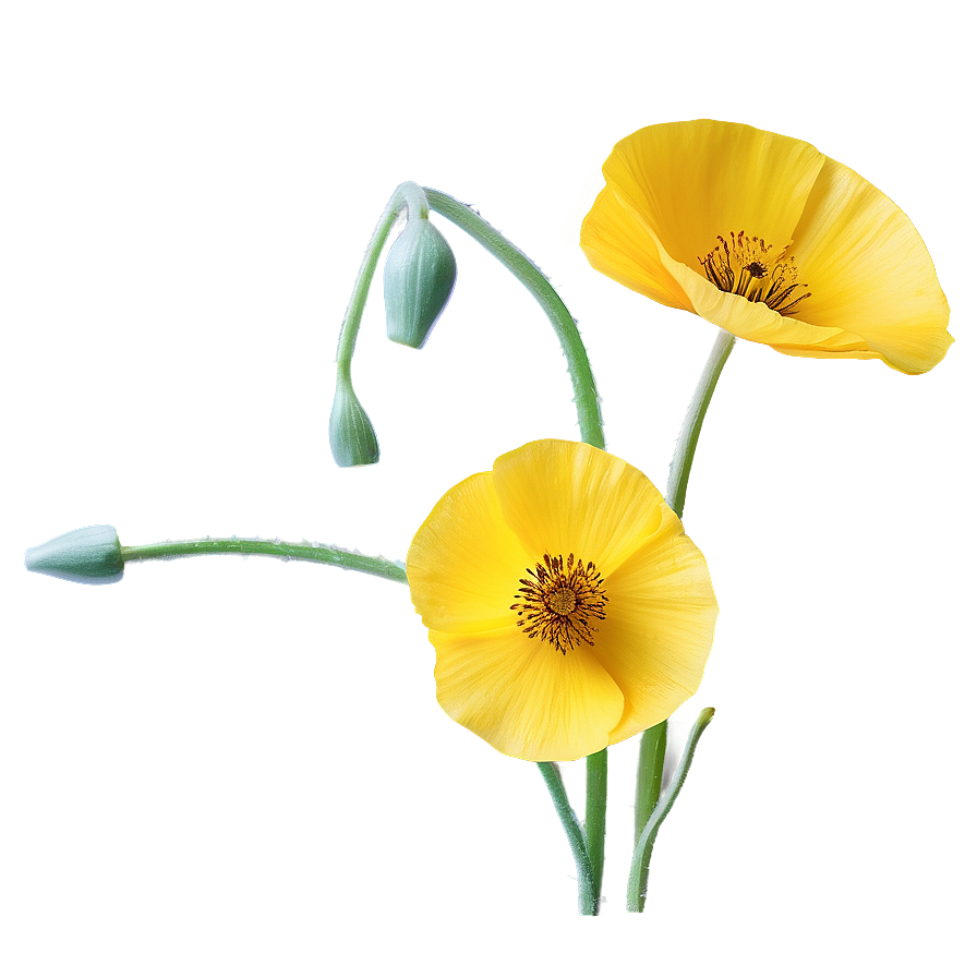 Yellow Poppies Png 06122024