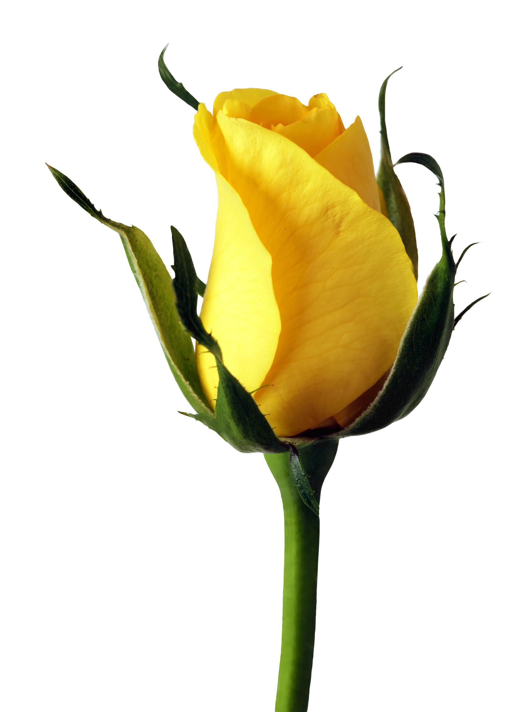 Yellow Rose Bud Single Stem