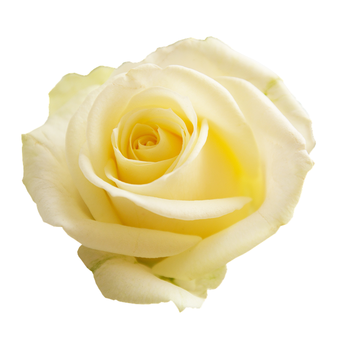 Yellow Rose Isolated Background