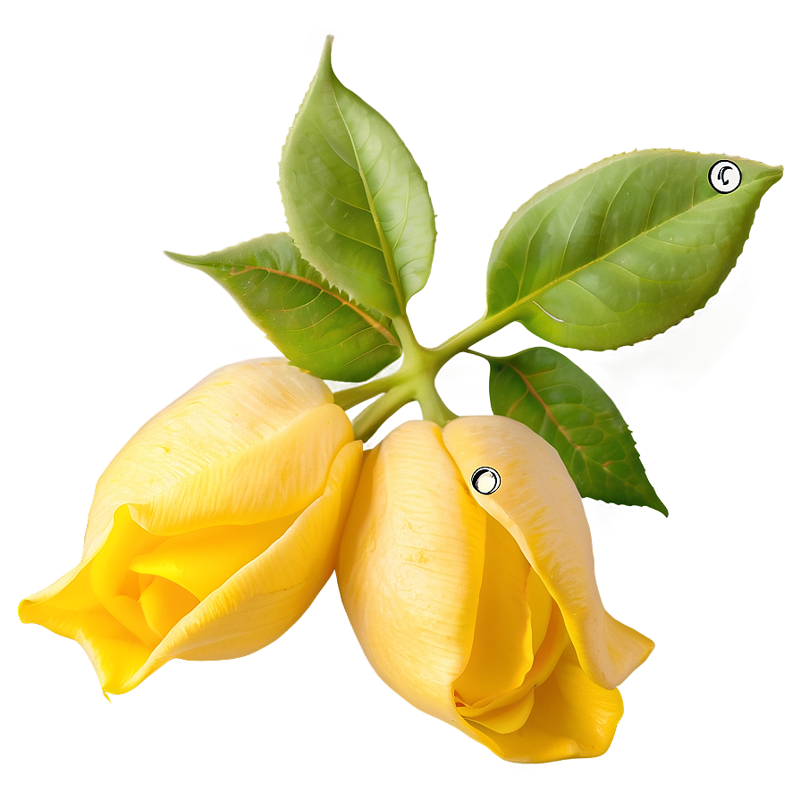 Yellow Rose Petals Png 05252024