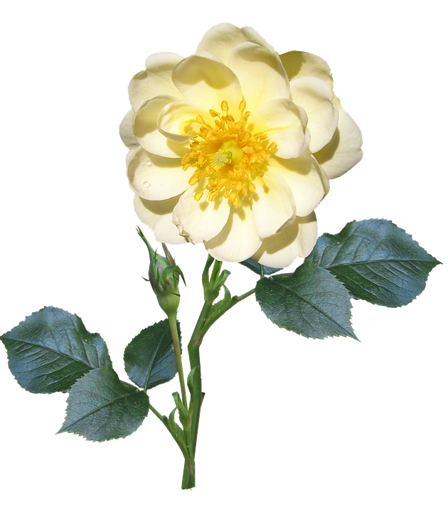 Yellow Rose Transparent Background