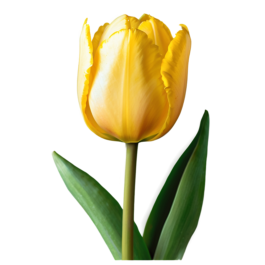 Yellow Tulip Png Eqi