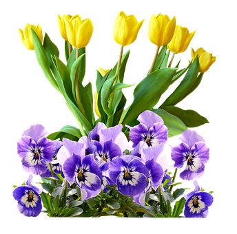 Yellow_ Tulips_and_ Purple_ Pansies