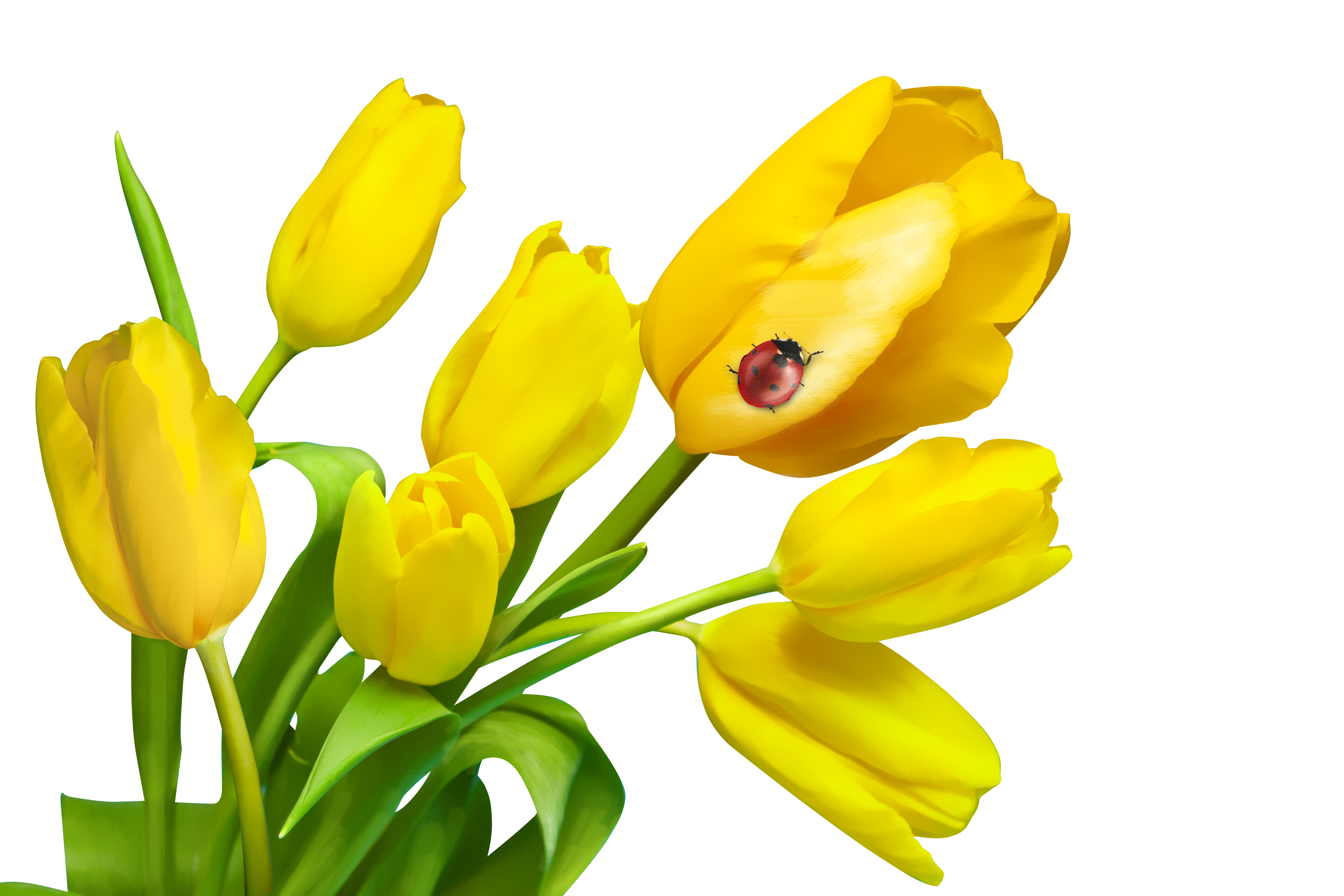 Yellow Tulipswith Ladybugon Petal