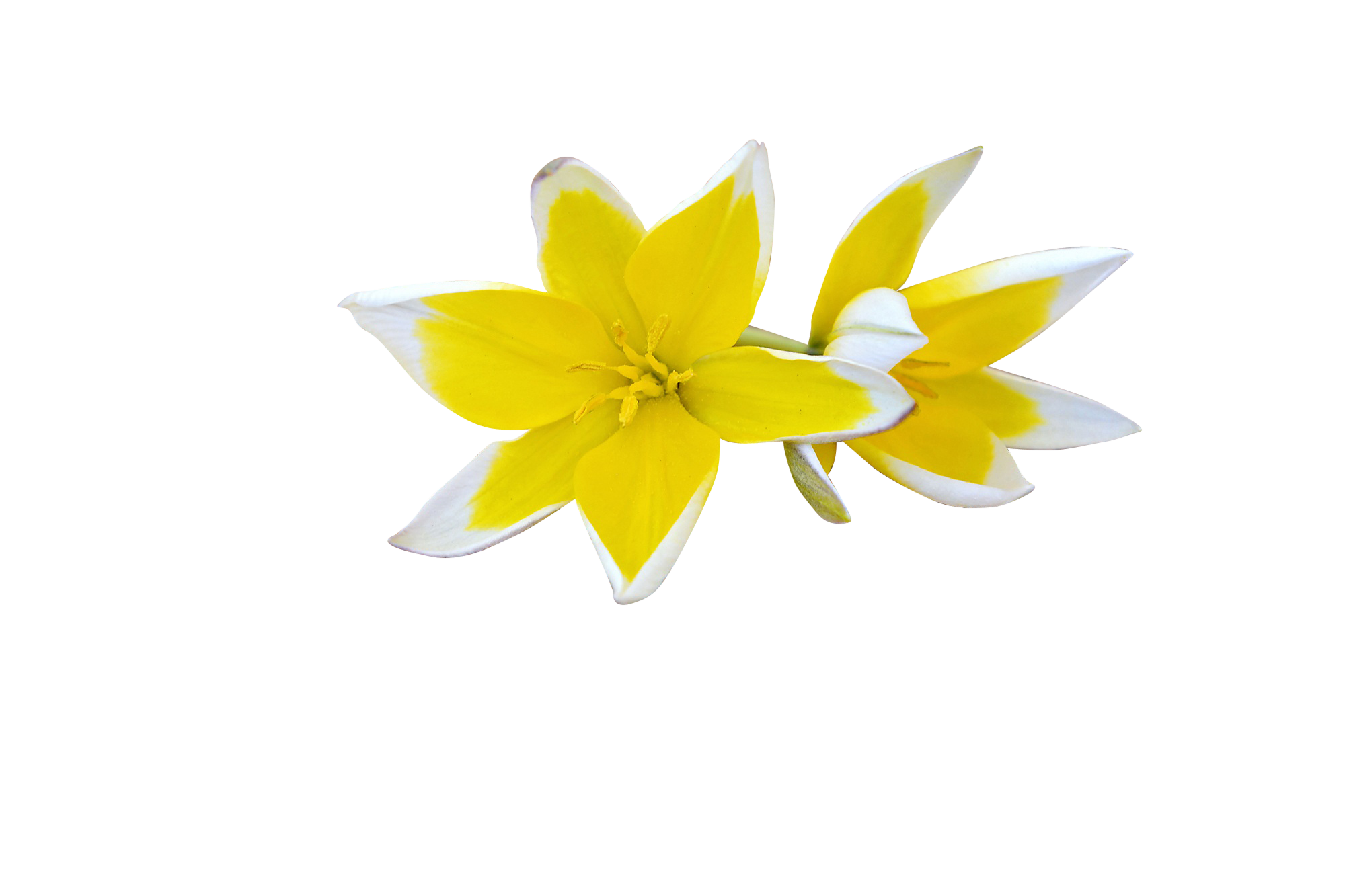 Yellow White Flower Black Background