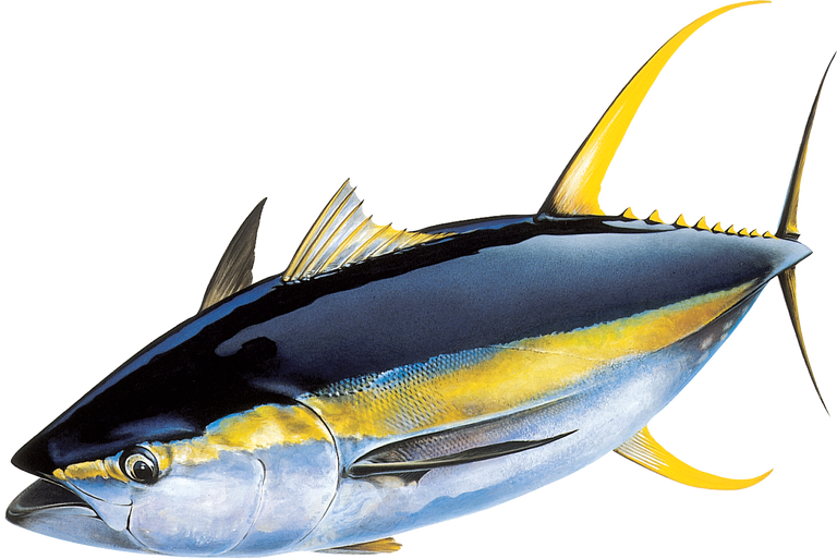 Yellowfin Tuna Side View