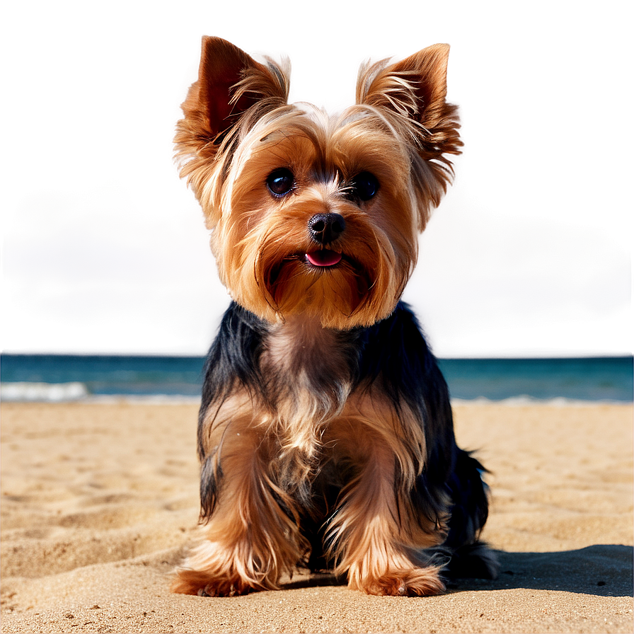 Yorkie At Beach Png 73