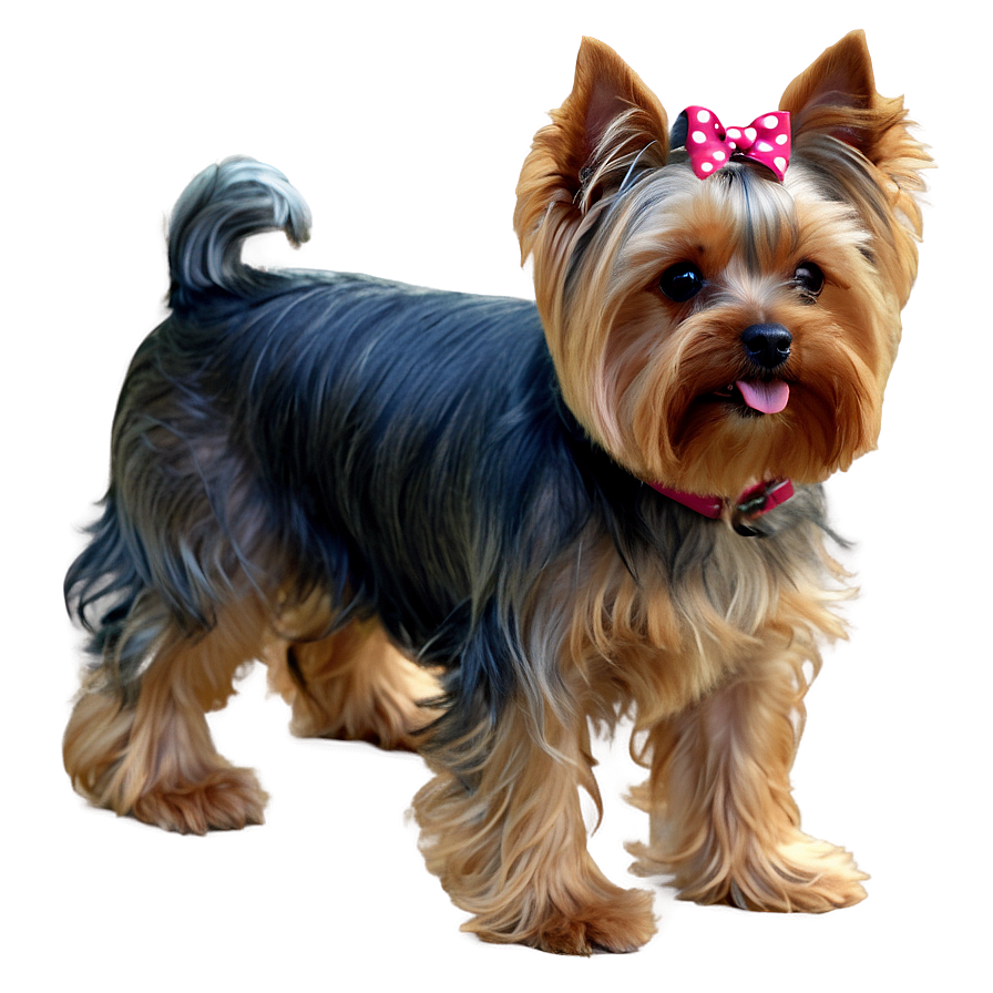 Yorkie In Park Png 31